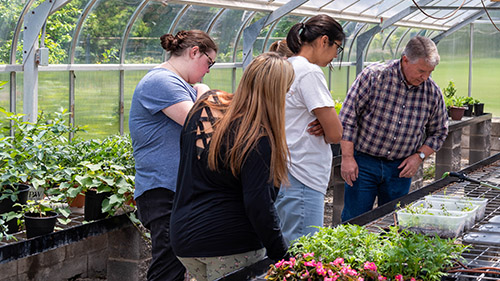 Students with faculty mentor examining growing plants in greenhouse